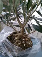 IMG_20180307_162419.webp