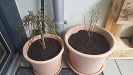 20180307_085242.webp