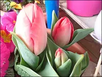 c058.webp