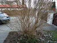 Forsythie1.webp