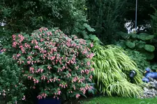 Fuchsie Schöne Wilhelmine0115.webp
