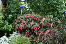 Fuchsie Leverkusen0115.webp