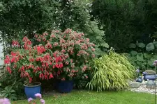 Fuchsien4113.webp