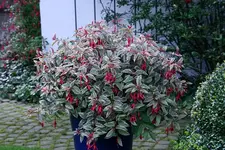 Fuchsien3711a.webp