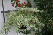 Fuchsien3109.webp