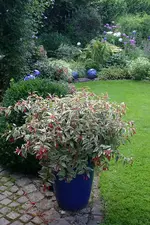 Fuchsie Tom West0210.webp