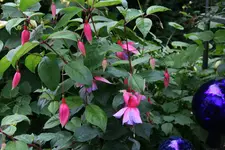 Fuchsie Hilda1312.webp