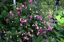 Fuchsie1908.webp