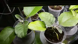 20180312_223222.webp