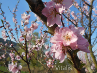 Mandelblüten 1.webp