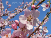 Mandelblüten 2.webp
