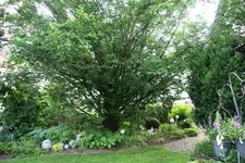 Hopfenbuche0217.webp