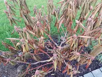Rhododendron1.webp