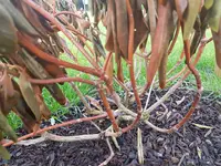 Rhododendron2.webp