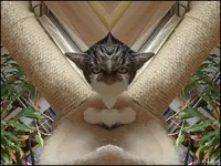c003.webp