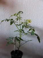 5 Himbeerrose.webp