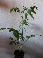 2 Black Cherry.webp