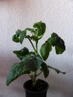 1 Balkonstar.webp