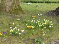 P1090160Narcissenwiese.webp