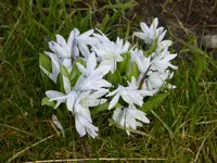 P1090162Scilla mischtenkoana.webp