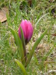 P1090153Wildtulpe.jpg