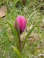 P1090153Wildtulpe.webp