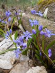 P1090192Scilla bifolia.jpg