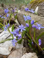 P1090192Scilla bifolia.webp
