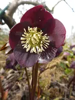 P1090198Lenzrose.webp