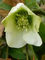 P1090203Christrose.webp