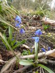 P1090221Scilla sibirica.jpg