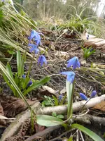 P1090221Scilla sibirica.webp