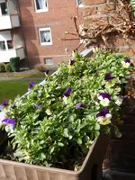 P1090145Hornveilchen.webp