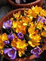 P1090146Krokus1.webp