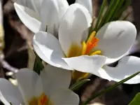 image005.webp
