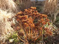 DSCF0837.webp