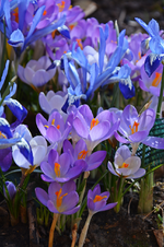 DSC_0953.webp