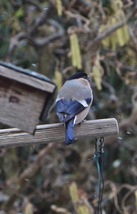 DSC_0962.webp