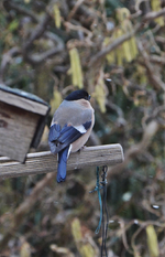 DSC_0963.webp