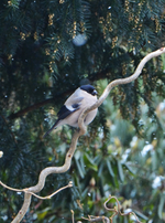 DSC_0964.webp