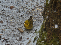 DSC_0967.webp
