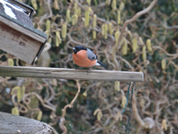 DSC_0996.webp