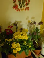P1030376.webp