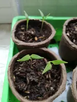 IMG_20180318_105336.webp
