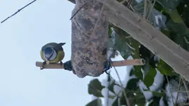 Blaumeisi mit Haflo.jpg
