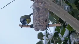 Blaumeisi mit Haflo2.jpg