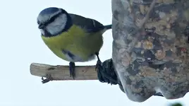 Blaumeisi.webp
