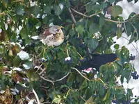 Drossel und Amsel.webp