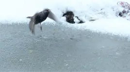 Landing.webp