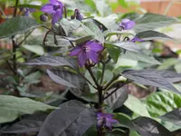 P3170560.webp